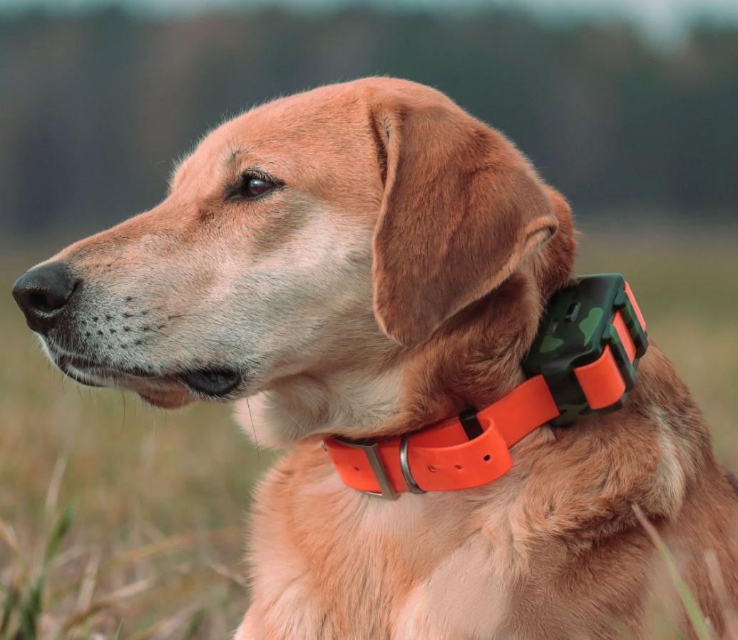 ICAR IK122M 2000mah Dog GPS Co - Outdoor Hunting Dog Collar recension och pris